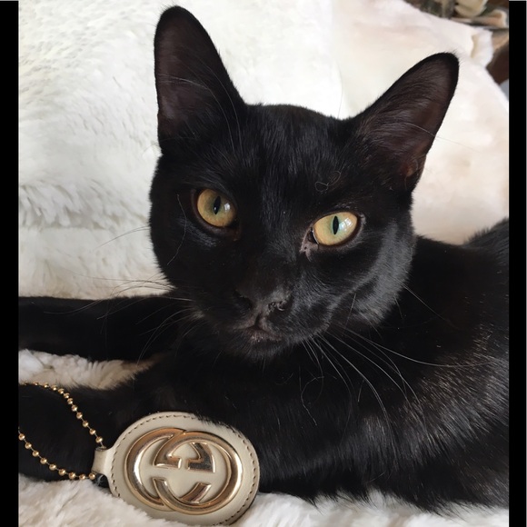 Every Girl needs a little black,Gray & Tiger/Leopard Cat Happy Valentine’s Day♥️ - Picture 5 of 16